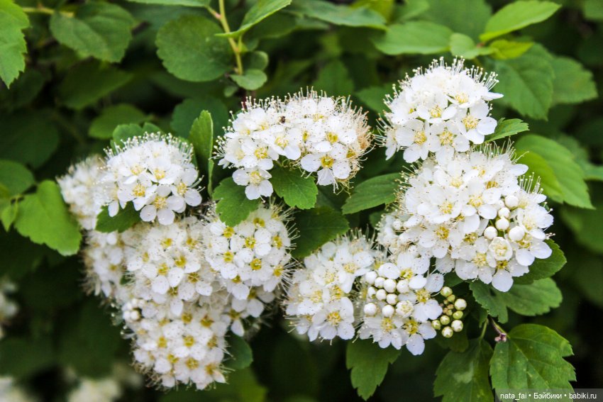 Файлин и почти летний вечер