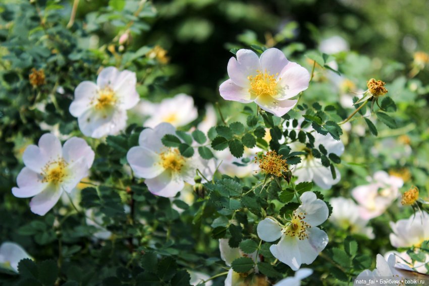 Файлин и царство шиповника (фото 4)