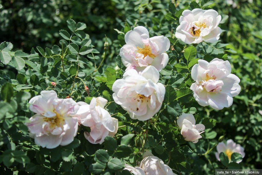 Файлин и царство шиповника (фото 2)