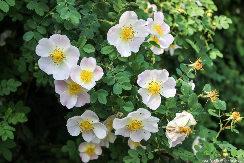 Файлин и царство шиповника