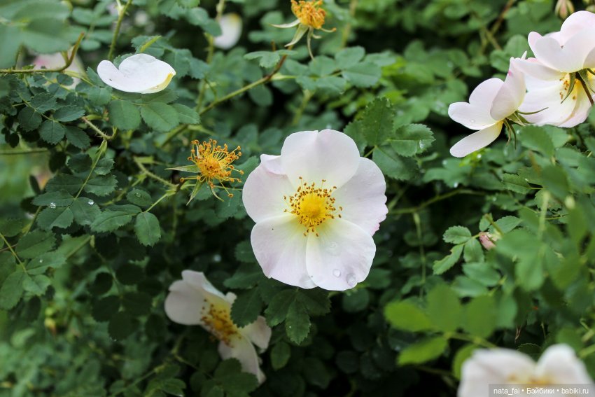 Файлин и царство шиповника