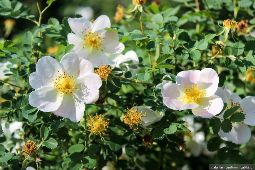 Файлин и царство шиповника