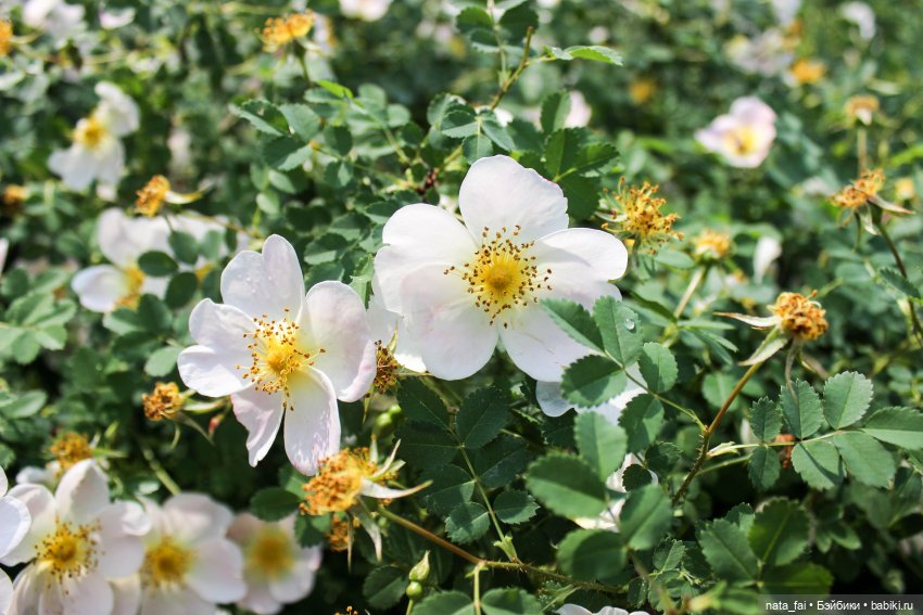 Файлин и царство шиповника