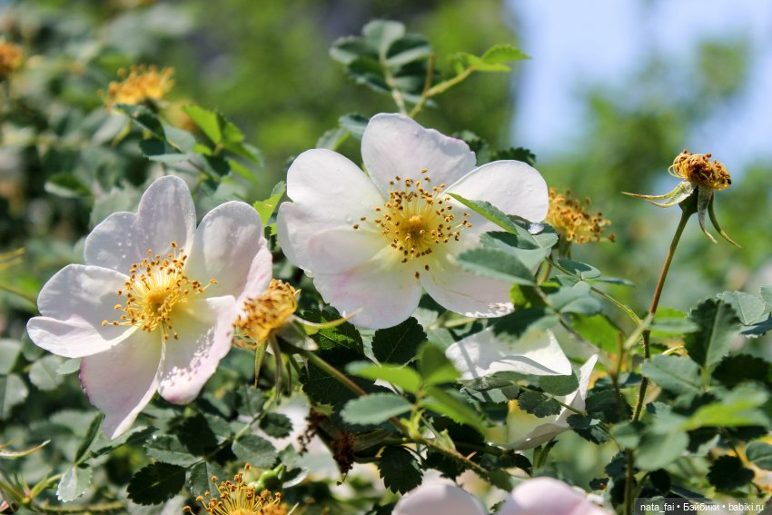 Файлин и царство шиповника (фото 5)