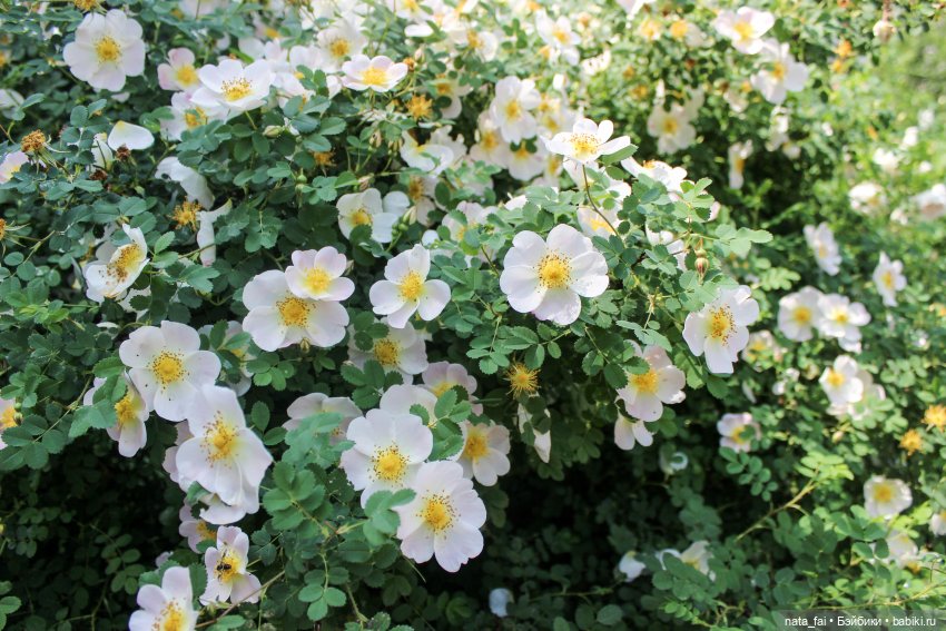 Файлин и царство шиповника