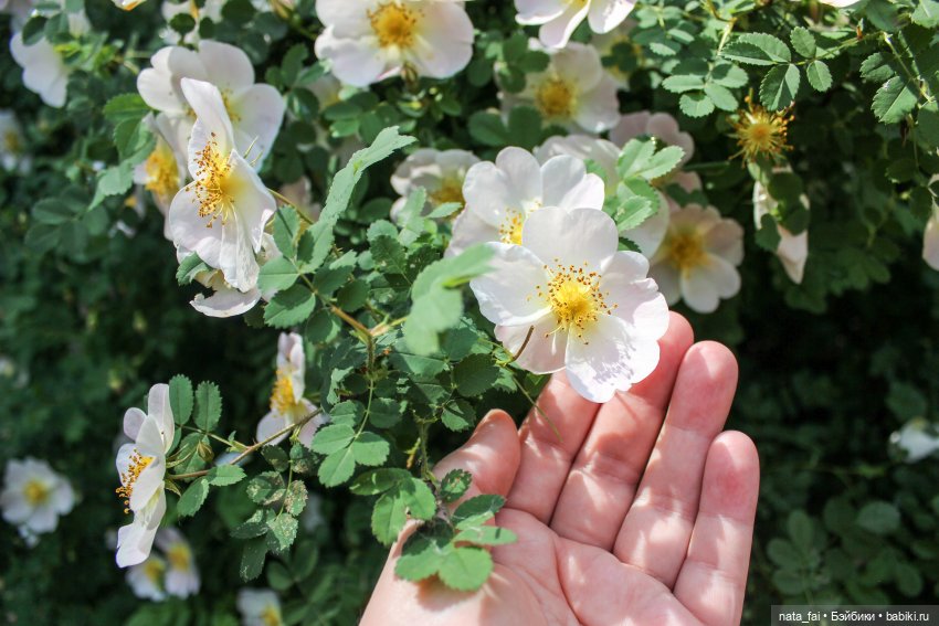 Файлин и царство шиповника (фото 3)