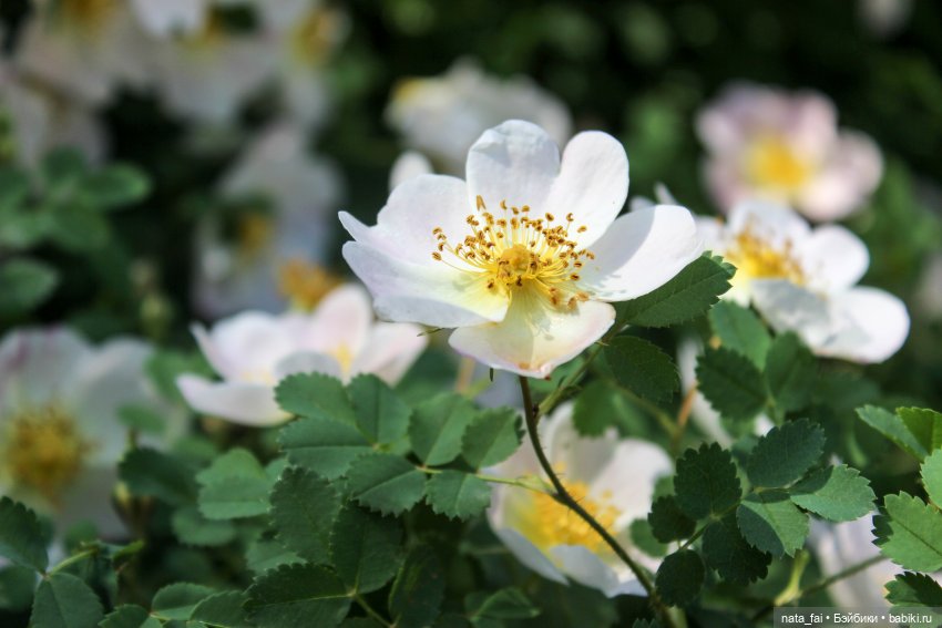 Файлин и царство шиповника (фото 6)