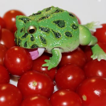 И среди лягушек бывают обжоры