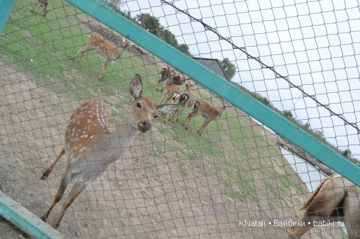 Прогулка по конному двору