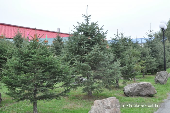 Прогулка по конному двору