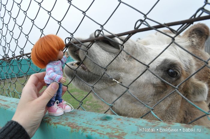 Прогулка по конному двору