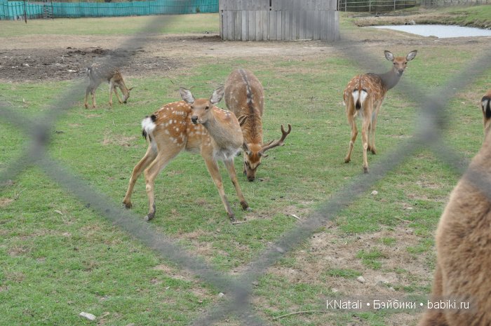 Прогулка по конному двору