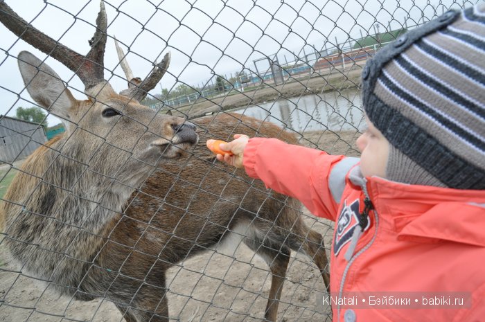 Прогулка по конному двору (фото 2)