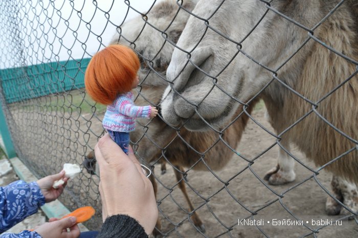 Прогулка по конному двору