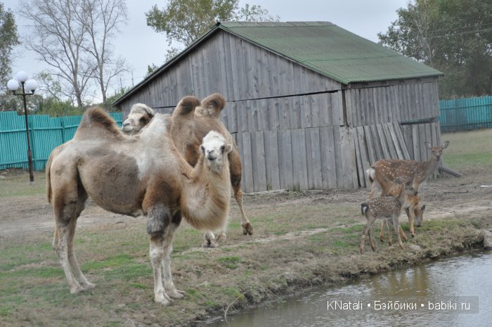 Прогулка по конному двору