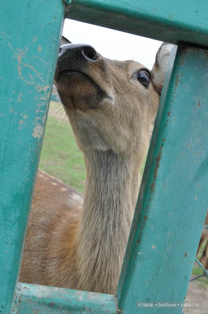 Прогулка по конному двору (фото 4)