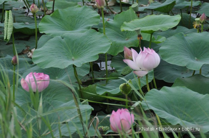 Отпуск. Часть 2 - водопады, лотосы, крабы... И возвращение домой