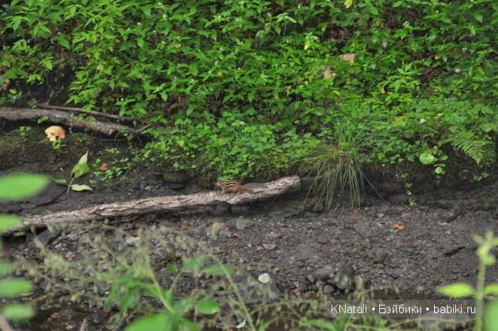 Отпуск. Часть 2 - водопады, лотосы, крабы... И возвращение домой (фото 2)