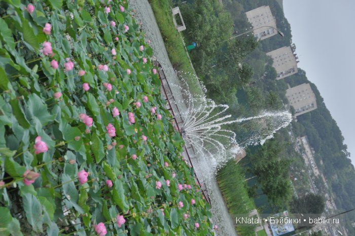 Отпуск. Часть 2 - водопады, лотосы, крабы... И возвращение домой