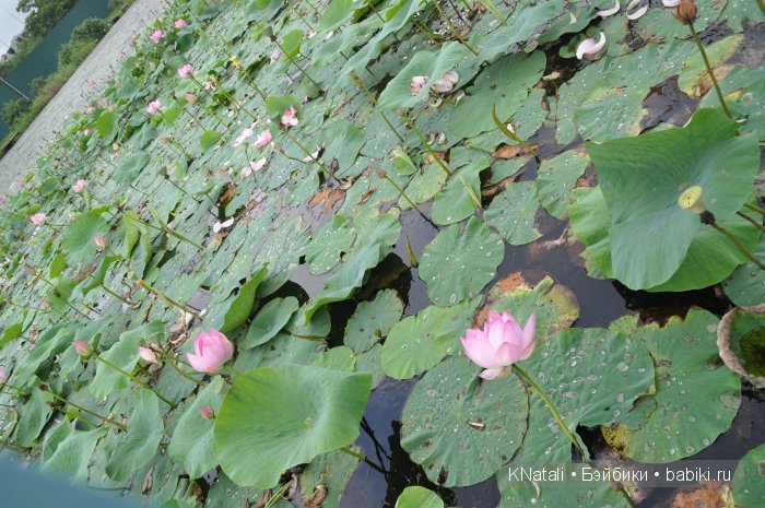 Отпуск. Часть 2 - водопады, лотосы, крабы... И возвращение домой