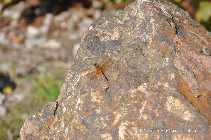 Прогулка по конному двору - 2