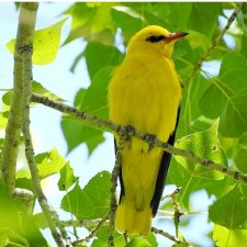 Ива, Иволга. Кукла Оксаны Мироновой.