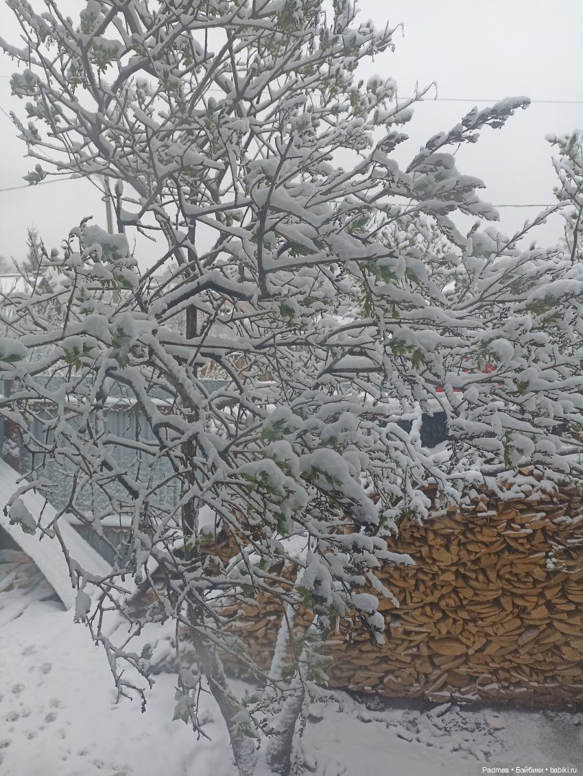 Майский снег Мирки — Куклы Miroxdolls (Оксана Миронова): российские БЖД (фото 2)