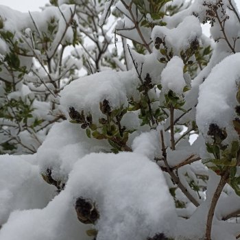 Майский снег Мирки