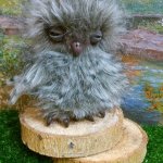 Софа - моя первая сова в стиле натюр, игрушка  ручной работы