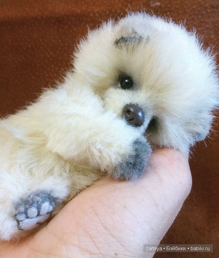 Буня - мой пушистый толстячок мишка теди (фото 4)