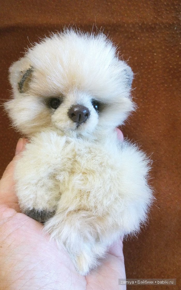 Буня - мой пушистый толстячок мишка теди