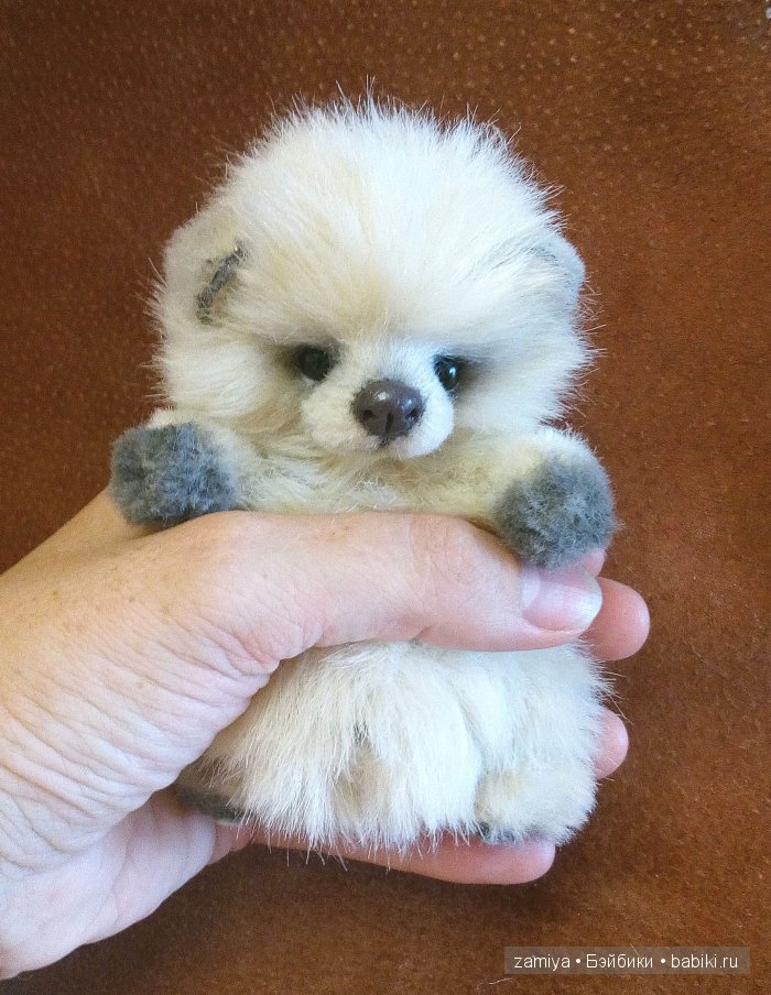 Буня - мой пушистый толстячок мишка теди (фото 3)