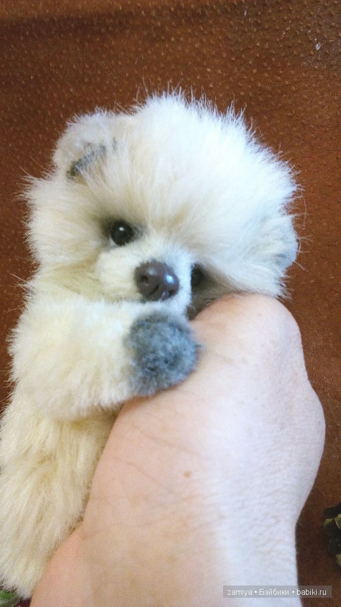 Буня - мой пушистый толстячок мишка теди (фото 5)