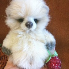 Буня - мой пушистый толстячок мишка теди