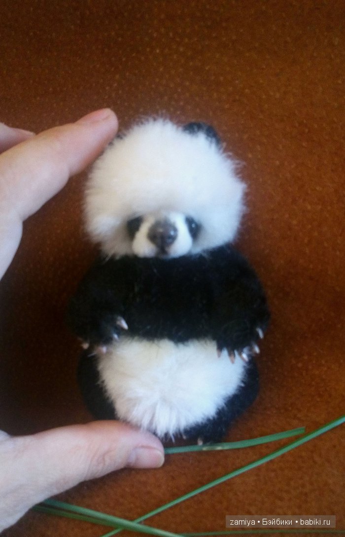 Йокко - мой мишка тедди панденыш (фото 7)