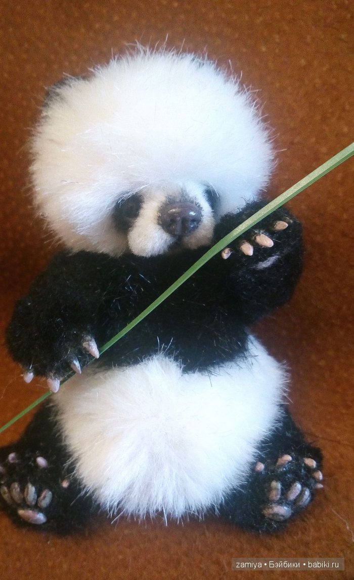 Йокко - мой мишка тедди панденыш (фото 5)