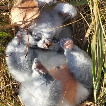 Мой серый зайка