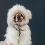 Пушистик неизвестной породы