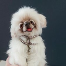 Пушистик неизвестной породы