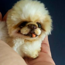 Пушистик в добрые руки!