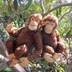 Старый Steiff. Яков и Матвей.