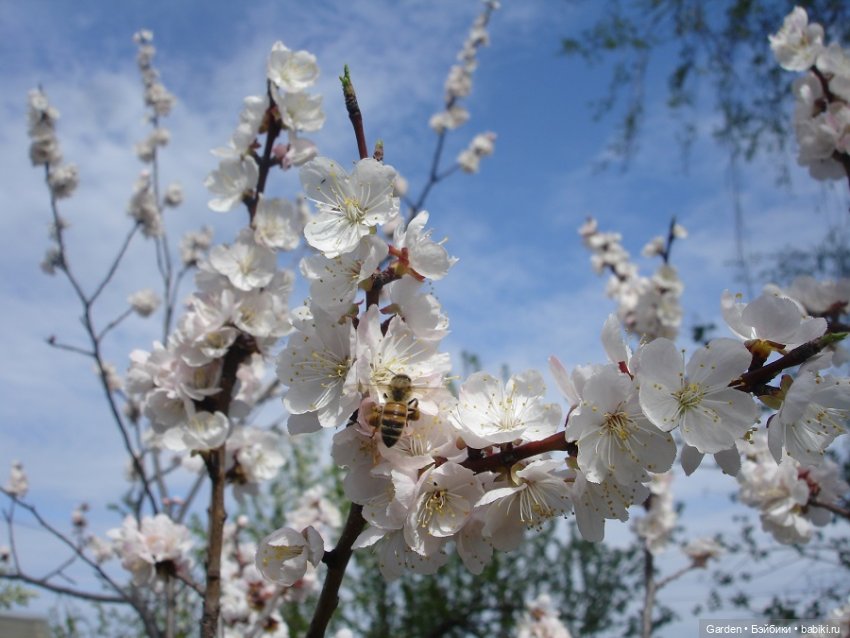 Воскресный день на даче — Куклы Rosemarie Anna Muller (Мюллер): Вихтели (Wichtel) (фото 4)