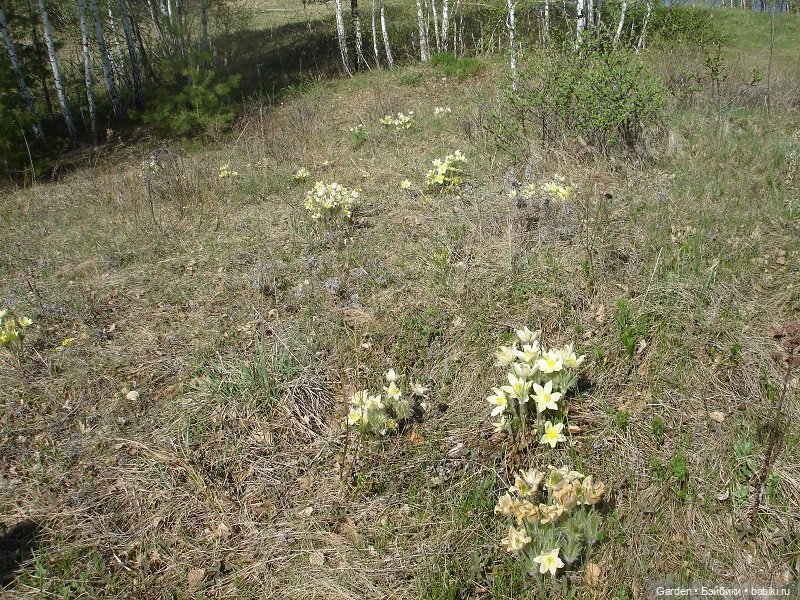 Воскресный день на даче — Куклы Rosemarie Anna Muller (Мюллер): Вихтели (Wichtel)
