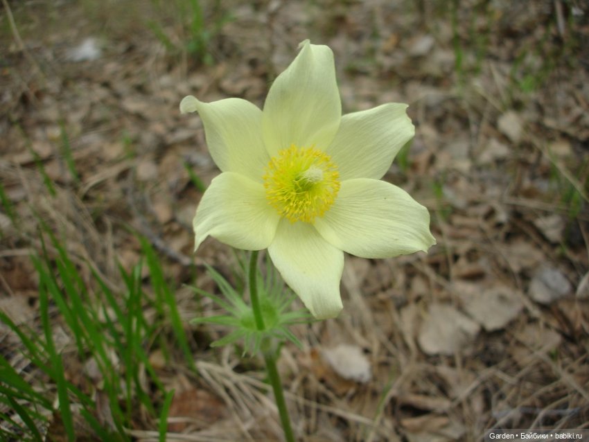 Воскресный день на даче — Куклы Rosemarie Anna Muller (Мюллер): Вихтели (Wichtel)