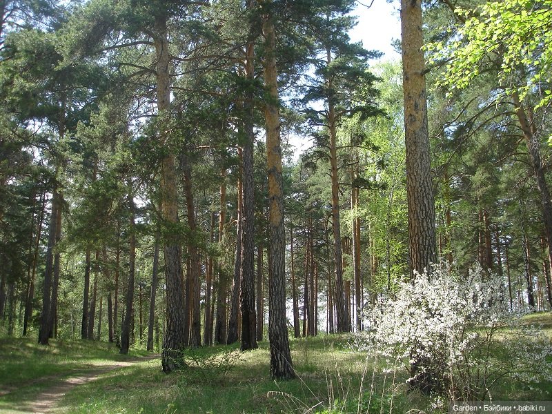 8 отважных покорителей Урала, или юные спасатели (фото 2)