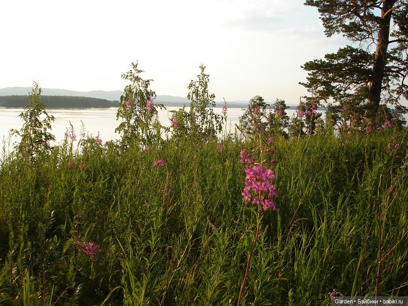 Как упоительны летние вечера (фото 8)