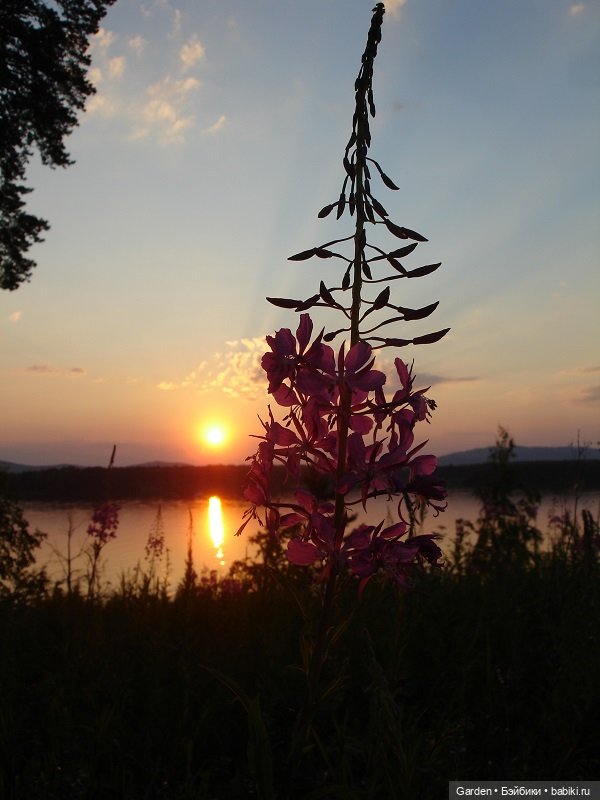 Как упоительны летние вечера (фото 9)