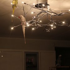 птички  - синички