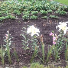 Мои собачки