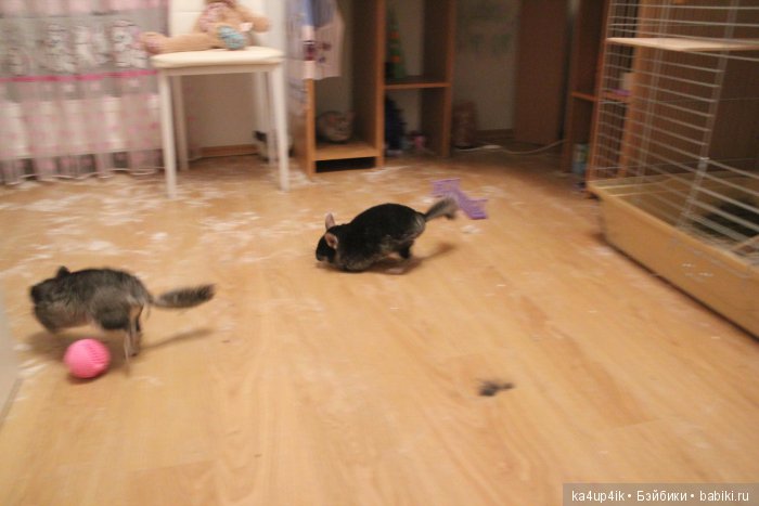 Мои шиншиллы — Болталка и разговоры обо всем: жизнь